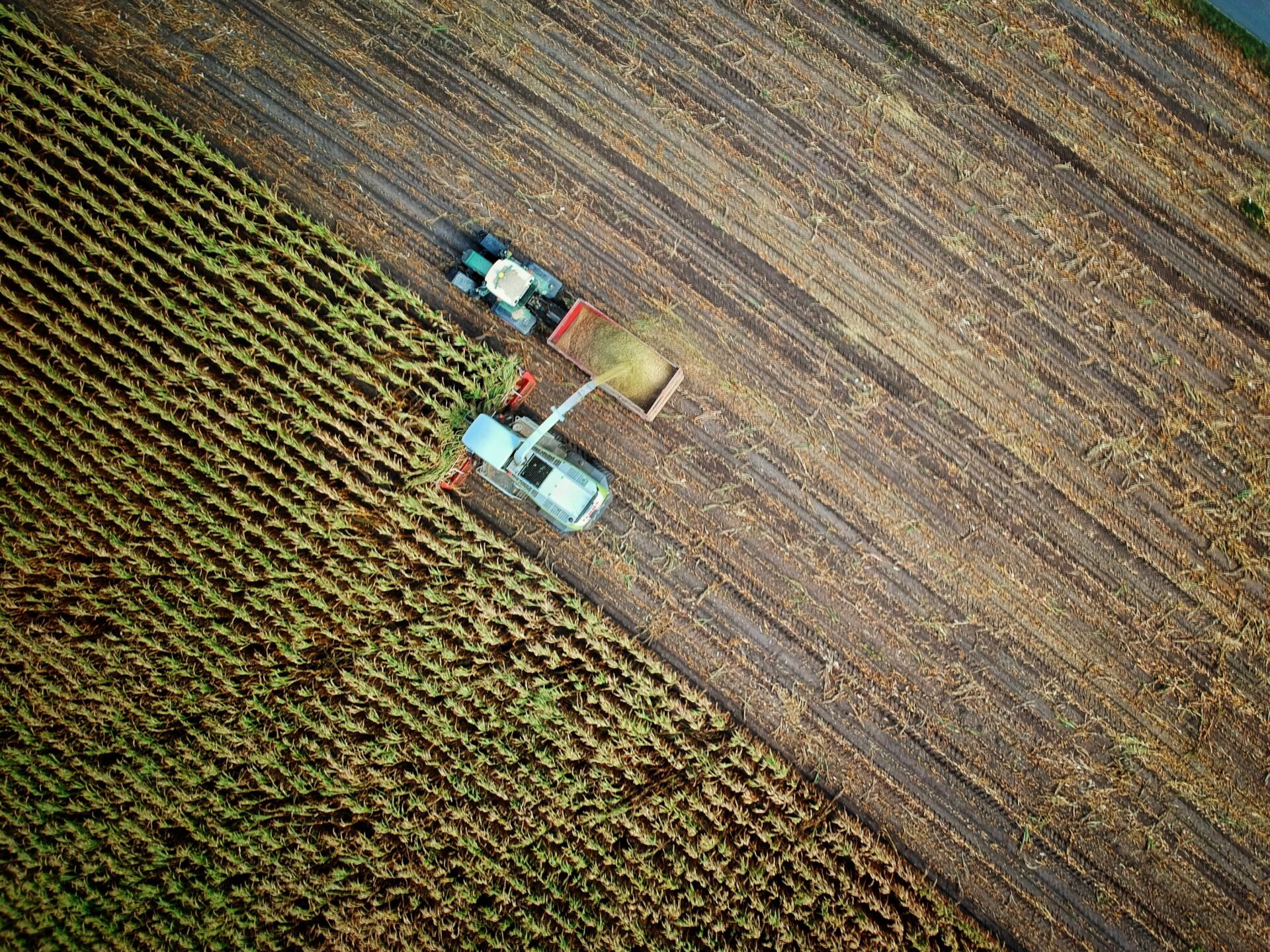 Sistemi e modelli alternativi nella filiera agro-alimentare per ripensare una politica del cibo per i territori e le comunità